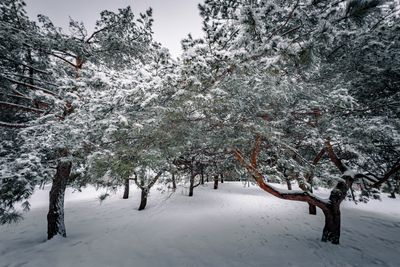 Parc Jarry - Montral 
