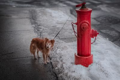 Animaux