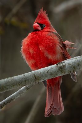 Cardinal mle - Jardin botanique de Montral 