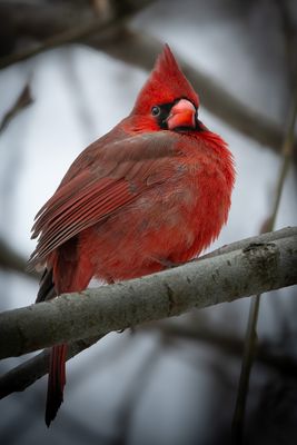 Cardinal mle - Jardin botanique de Montral 