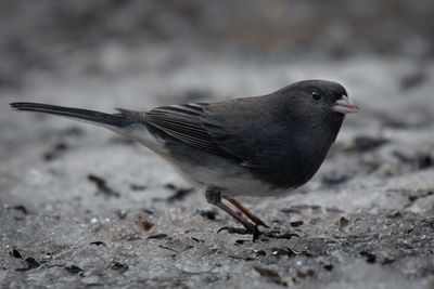 Junco ardois - Jardin botanique de Montral 