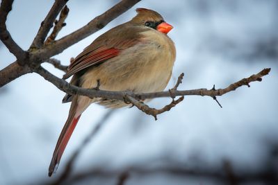Cardinal femelle - Jardin botanique de Montral 