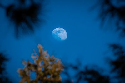 Lune de jour - Jardin botanique de Montral 