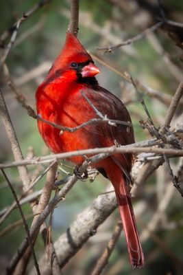 Cardinal - Jardin botanique de Montral 