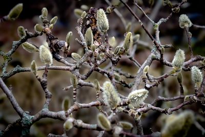 Magnolia - Montral 
