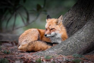 Renard roux - Jardin botanique de Montral 