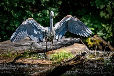 Grand hron - Mon parc secret  Laval