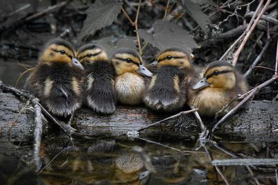 Oiseaux