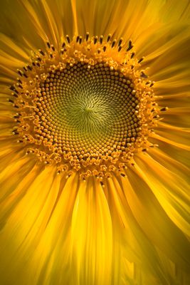 Tournesol - Jardin botanique de Montral 