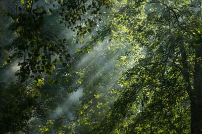 Parc-nature de lle-de-la-Visitation - Montral