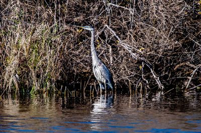 Grand hron - Lac Tomcod, Estrie