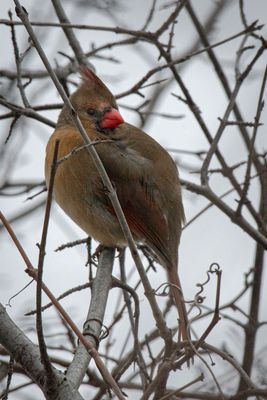 Cardinal femelle - Parc de lle-de-la-Visitation