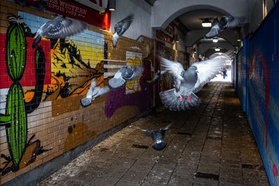 Rue St-Hubert - Montral