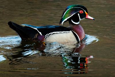 Canard branchu - Jardin botanique de Montral 