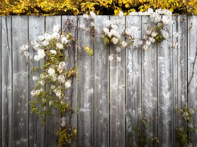 Rue Faillon - Montral