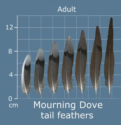 221031 Feather Atlas image - M Dove.jpg