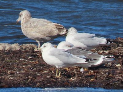 20250921 Hybrid Gull found at Boathole Duxbury Beach