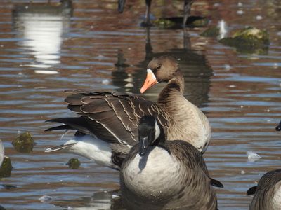 Greater White-fronted Goose