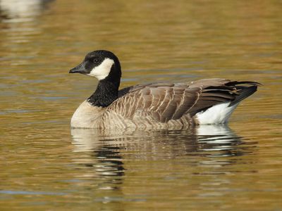 Cackling Goose