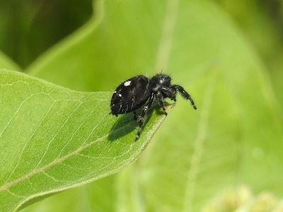 Bold Jumping Spider (Phidippus audax)