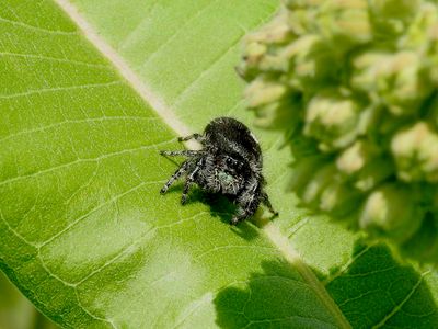 Bold Jumping Spider (Phidippus audax)