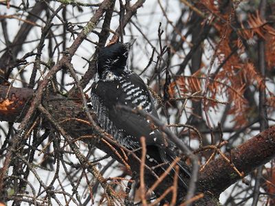 American Three-toed Woodpecker