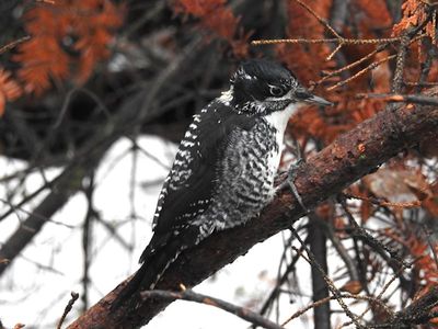 American Three-toed Woodpecker