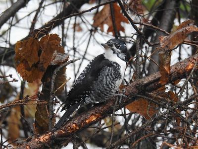 American Three-toed Woodpecker