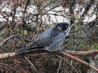 American Three-toed Woodpecker