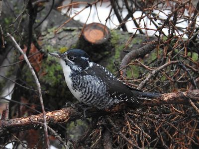 American Three-toed Woodpecker