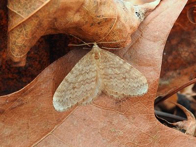 Bruce spanworm (Operophtera bruceata) <br>Hodges #7437