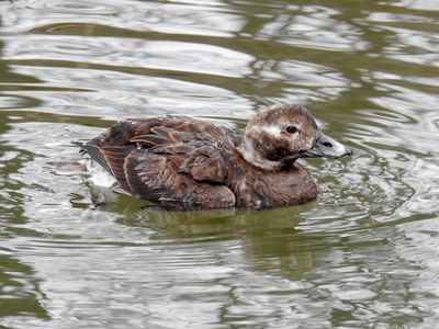 Long-tailed Duck (Female)