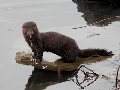 American Mink (Neovison vison)