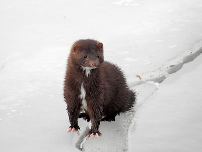 American Mink (Neovison vison)