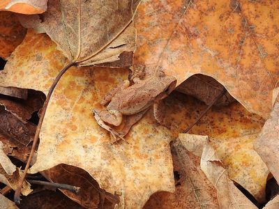 Spring Peeper (Pseudacris crucifer)