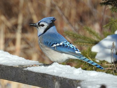 Blue Jay