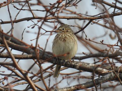 Vesper Sparrow