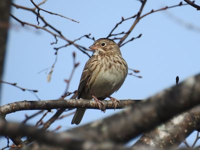 Vesper Sparrow