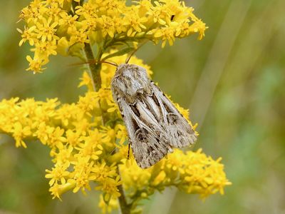 Venerable Dart (Agrotis venerabilis)Hodges #10651