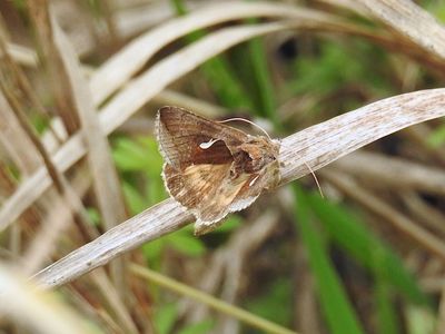 Celery Looper Moth (Anagrapha falcifera) Hodges #8924