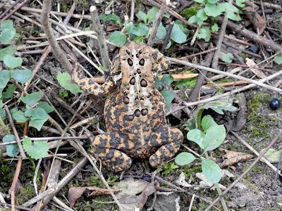 American Toad (Bufo americanus)