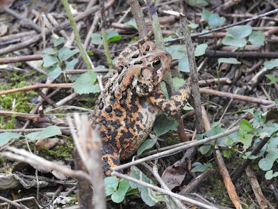 American Toad (Bufo americanus)