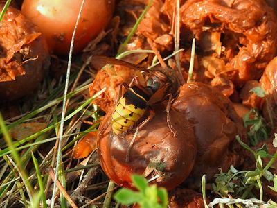 European Hornet (Vespa crabro)