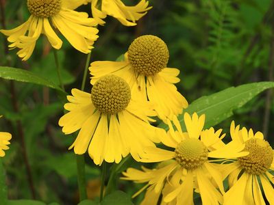 Common Sneezeweed (Helenium autumnale)