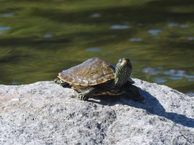 Young Northern Map Turtle
