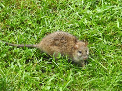 Brown (Norway) Rat (Rattus norvegicus)