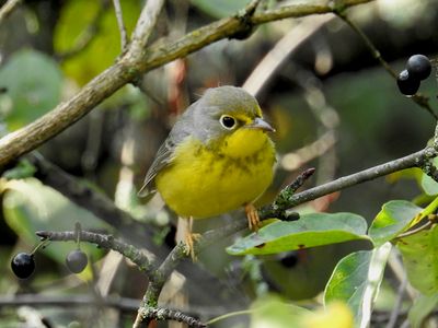 Canada Warbler