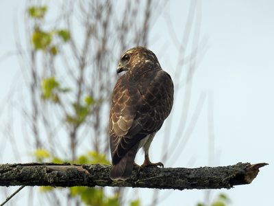 Broad-winged Hawk 