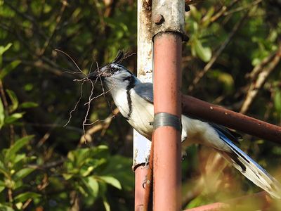 White-throated Magpie Jay with nesting material