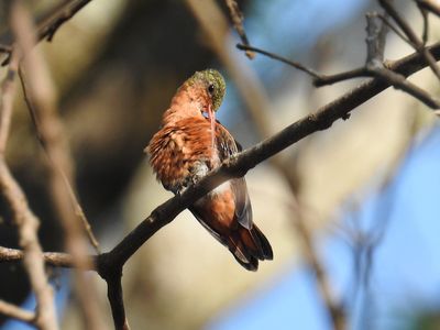 Cinnamon Hummingbird preening
